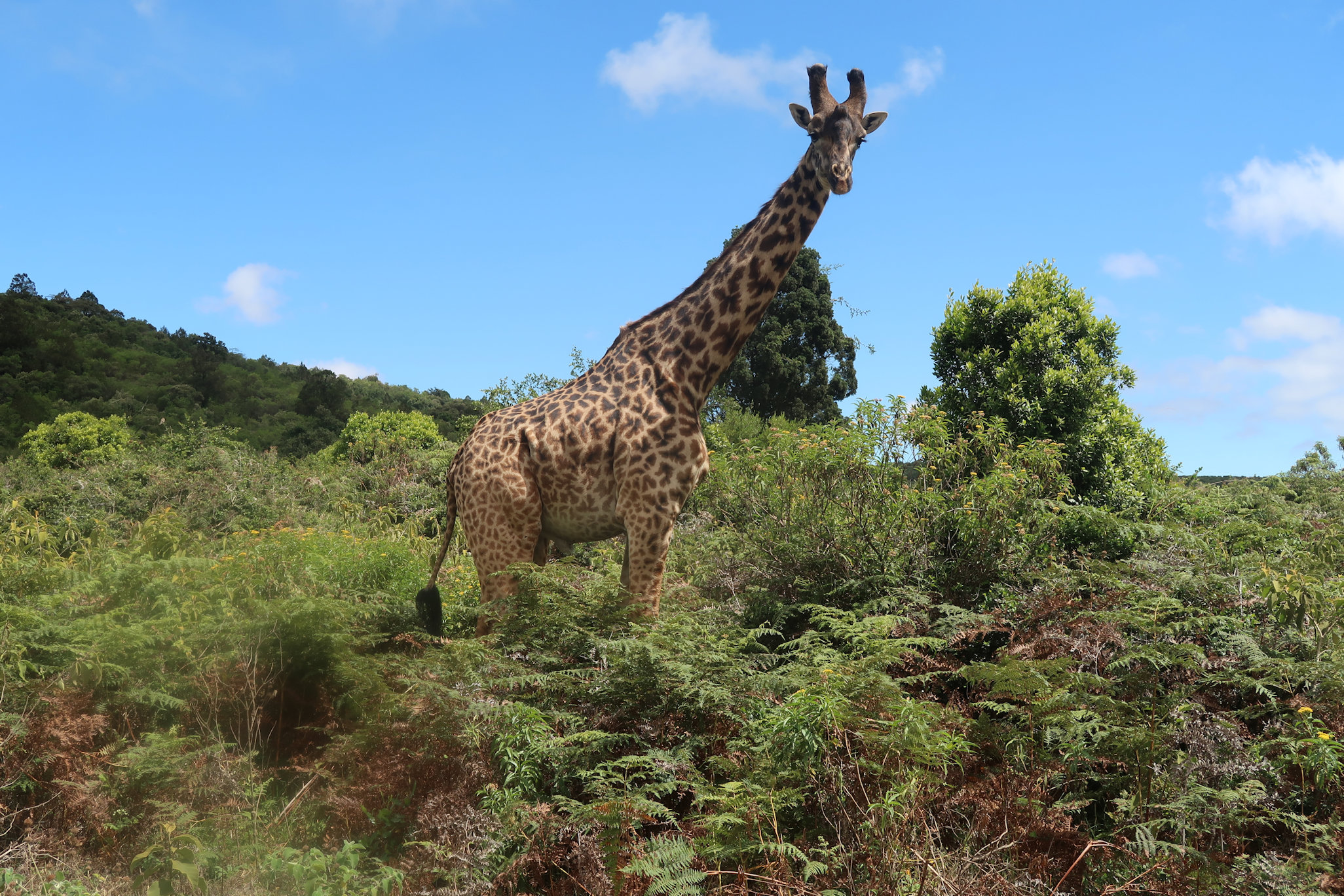 Giraffe on the plain