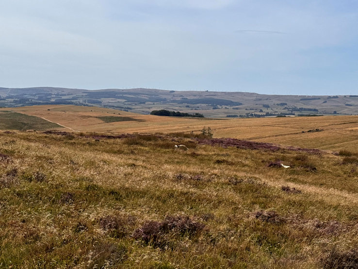 Bryn Coch
