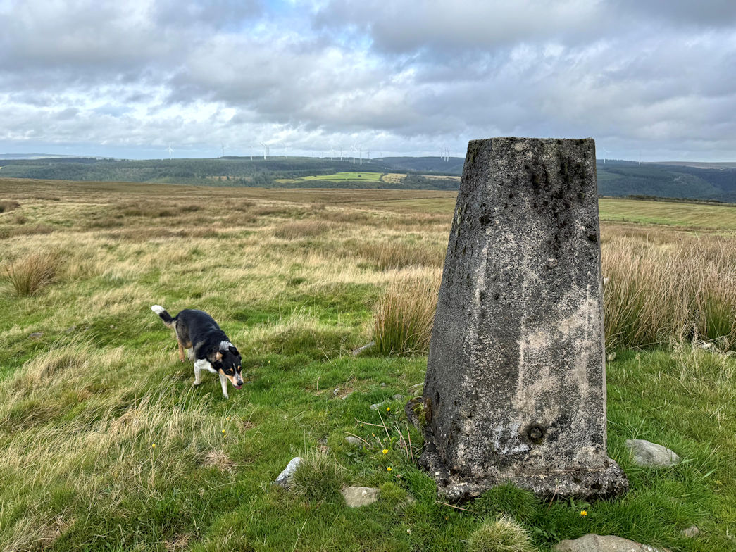 Pen Crug Melyn