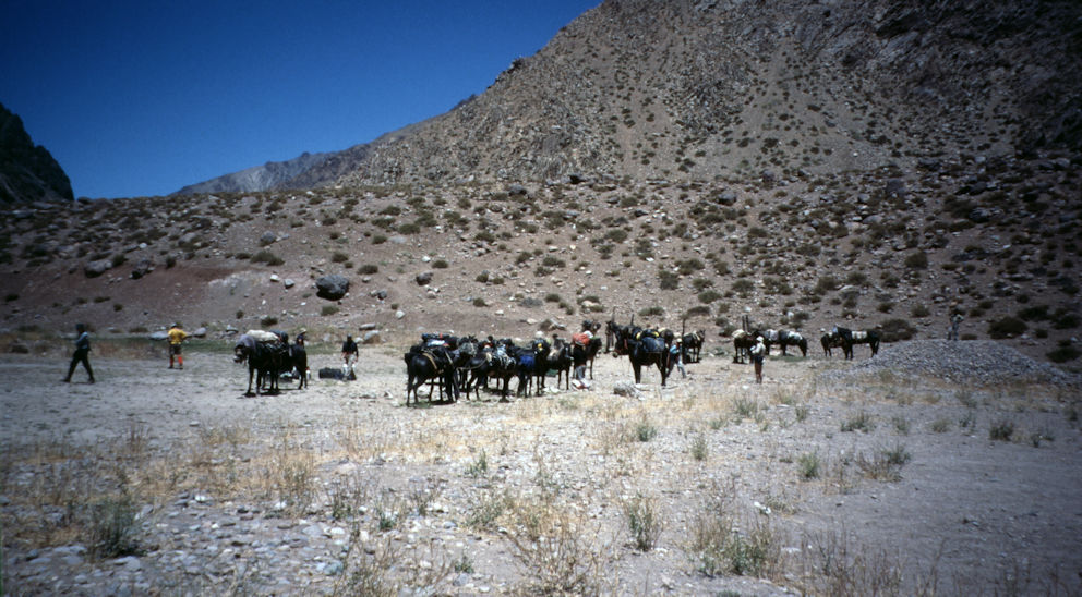 Our mule transport Our mule transport