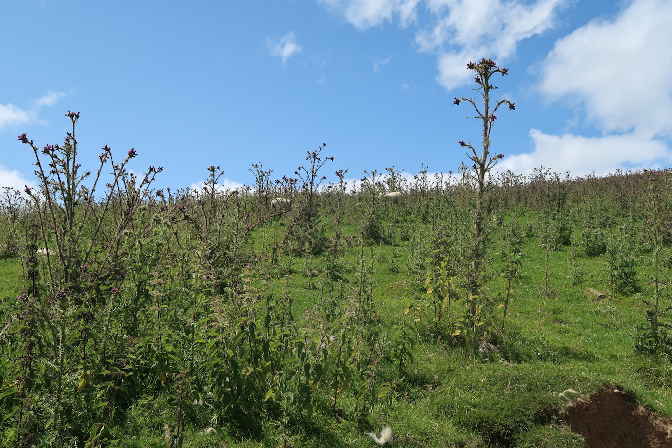 Thistle Field Thistle Field