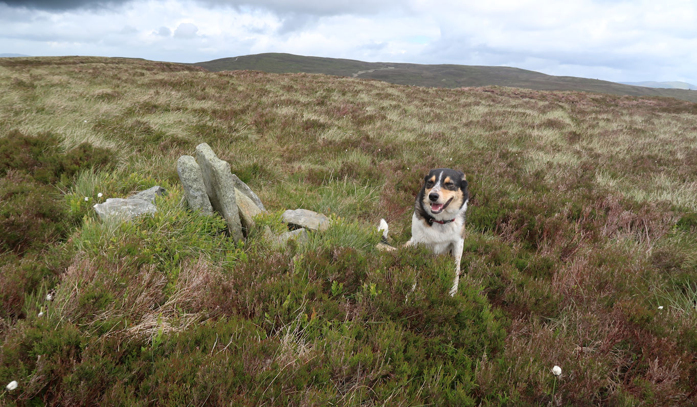Summit of Cefn Gwyntog (615m) Summit of Cefn Gwyntog (615m)