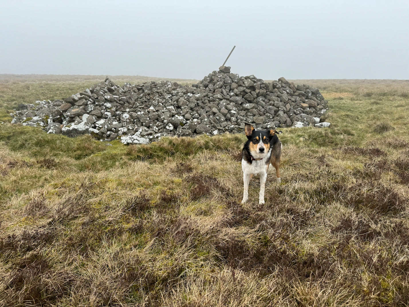 Cushat Law Cushat Law