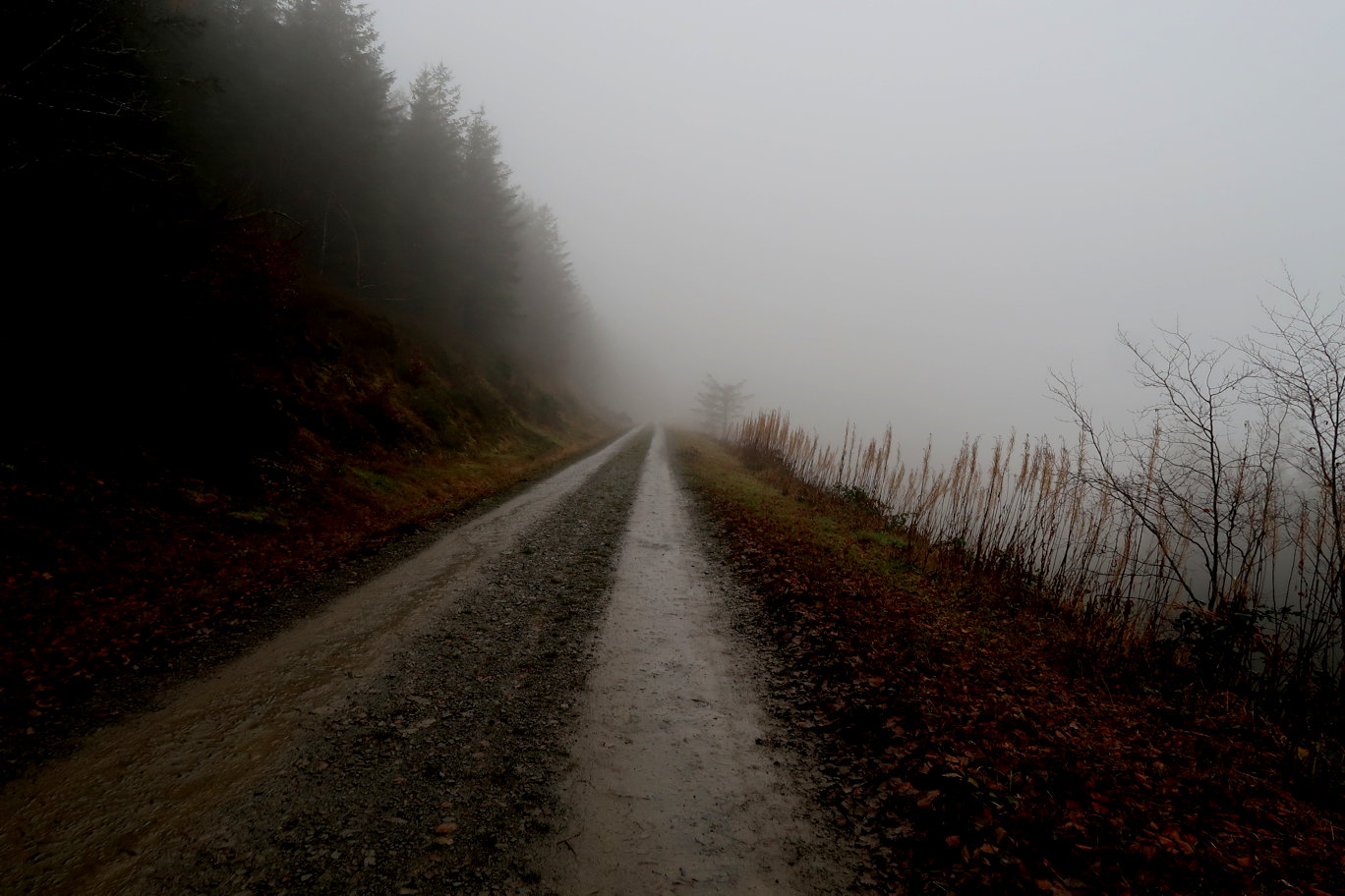 The forest trail disappears into the mist The forest trail disappears into the mist