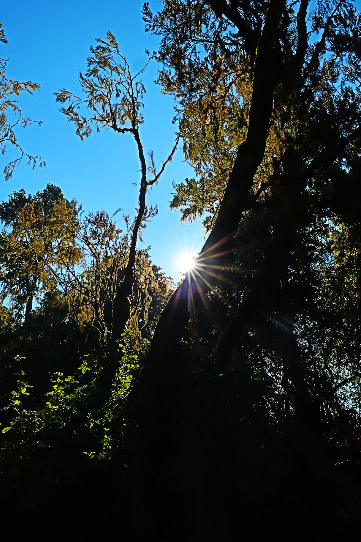 Forest Caves Sunrise Forest Caves Sunrise