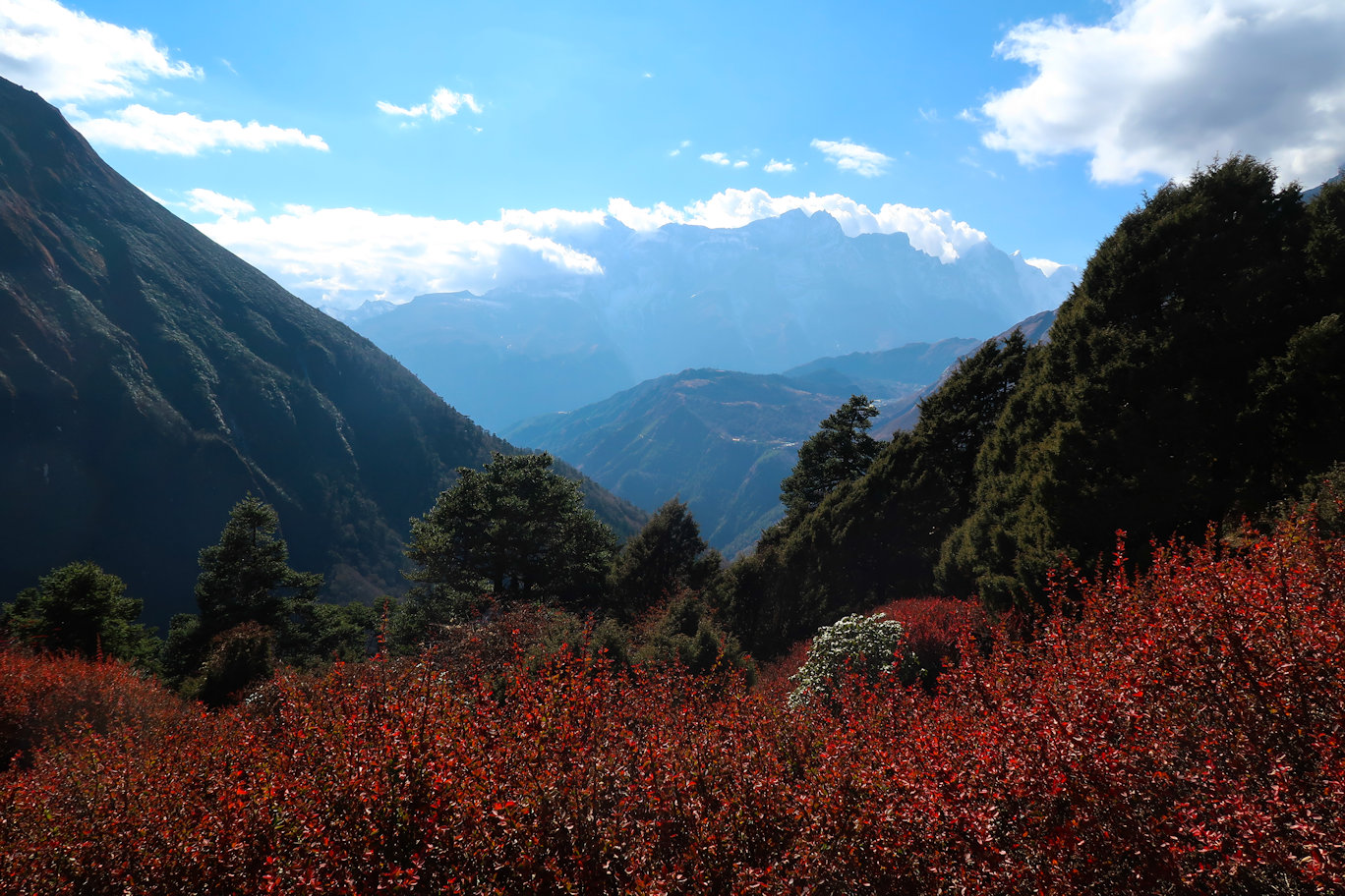 Himalayan Meadow Himalayan Meadow