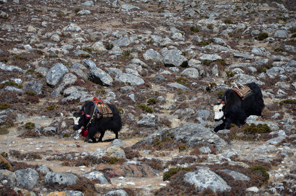 Yaks on the trail Yaks on the trail