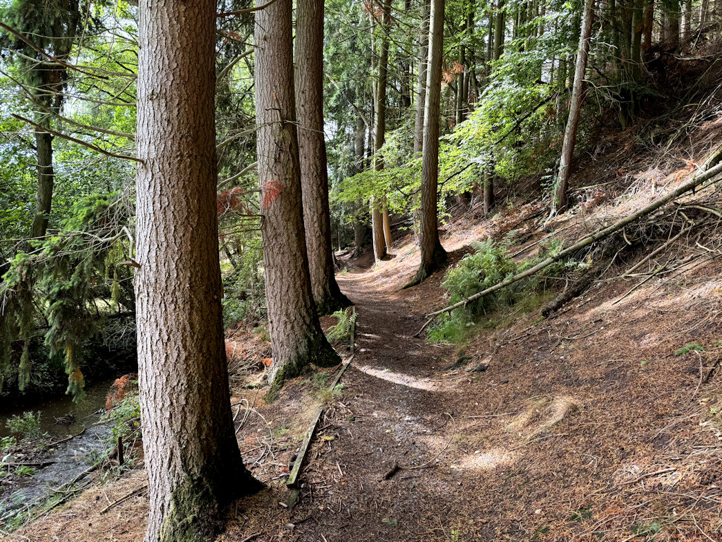 Woodland near Bridges Woodland near Bridges