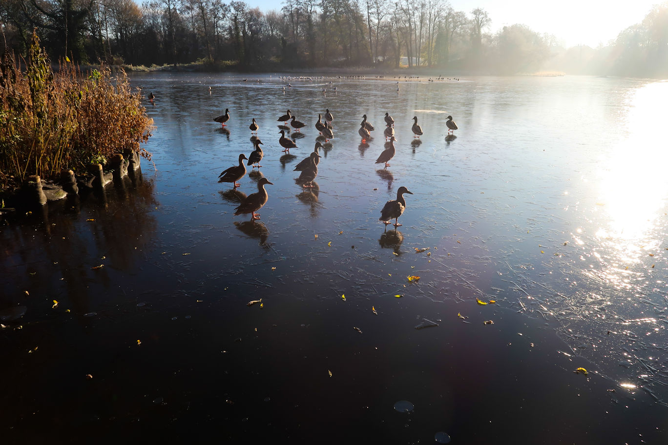 Ducks on the pond Ducks on the pond