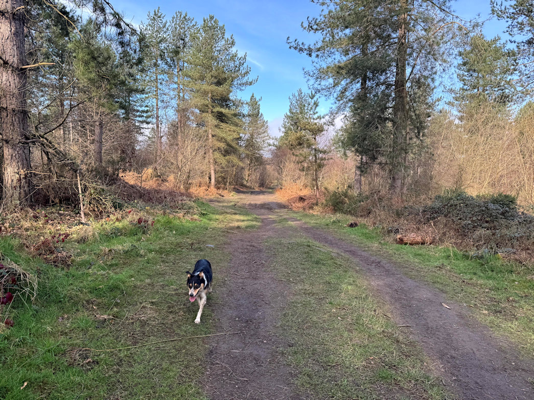 Haughmond Hill Woods Haughmond Hill Woods