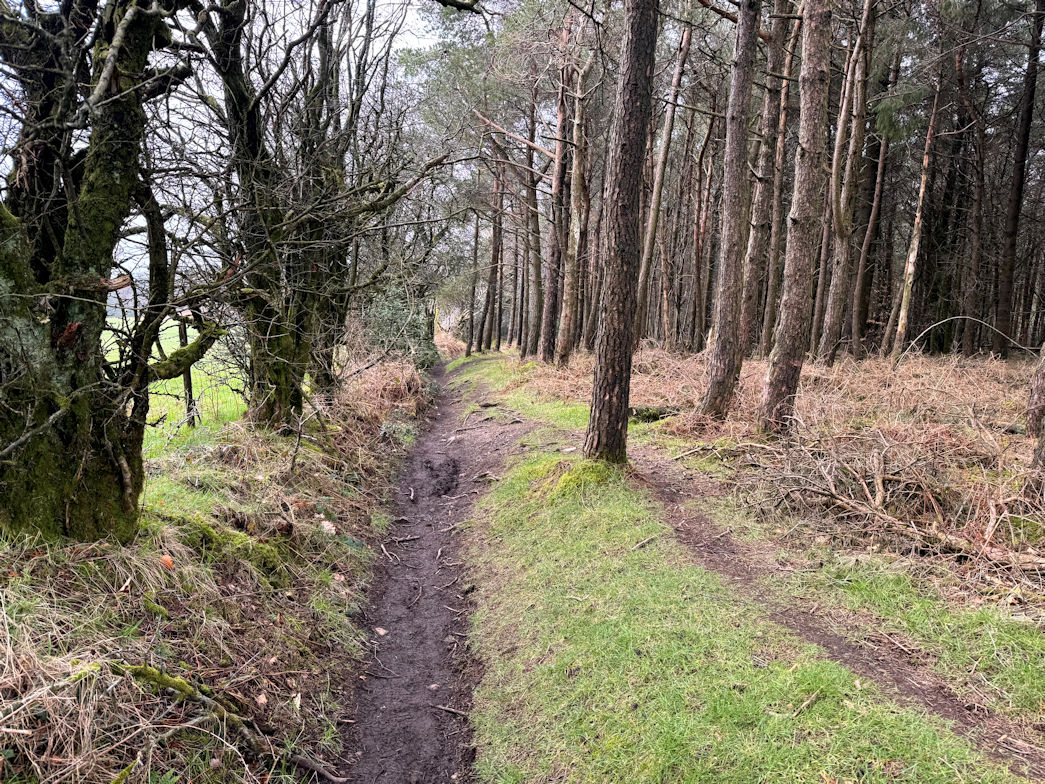 Woodland near Bridges