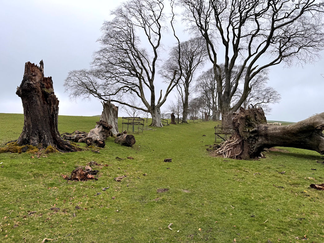 Heading to the woodland