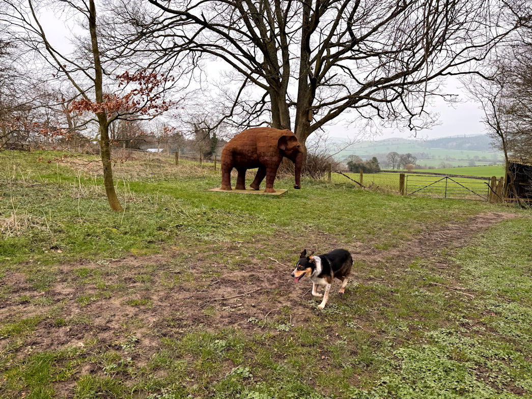 Rosie and the Elephant