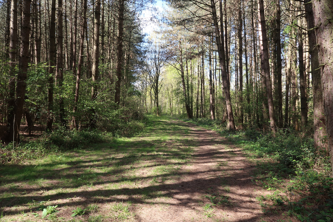 St Kenelms Way - Bow Wood St Kenelms Way - Bow Wood